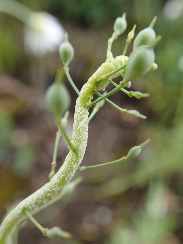 Hyaloperonospora camelinae