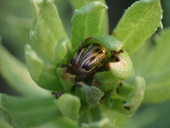 Cryptocephalus spurcus