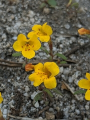 Erythranthe montioides