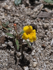 Erythranthe montioides