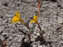 Erythranthe montioides