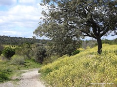 Diplotaxis catholica