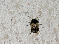 Cryptocephalus irroratus