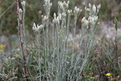 Jurinea stoechadifolia