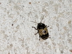 Cryptocephalus irroratus