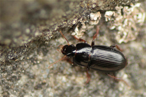 Harpalus pumilus