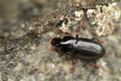 Harpalus pumilus