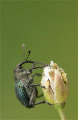 Ceutorhynchus erysimi