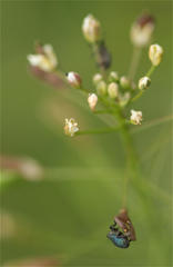 Ceutorhynchus erysimi