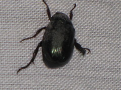 Paranomala cincta