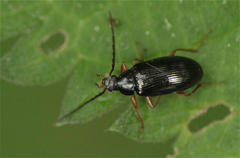 Gonodera luperus