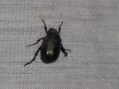 Paranomala cincta