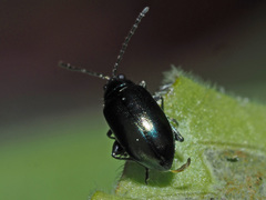 Altica oleracea