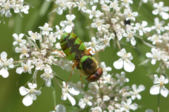 Odontomyia cincta