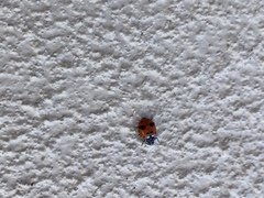 Hippodamia caseyi