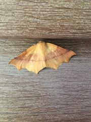 Tetracis jubararia