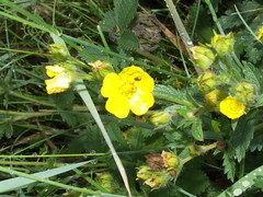 Potentilla recta obscura