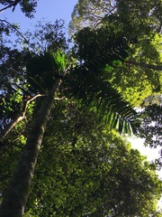 Iriartea deltoidea