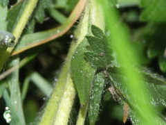 Potentilla recta obscura