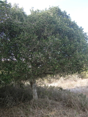 Chionanthus foveolatus
