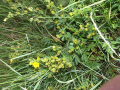 Potentilla recta obscura