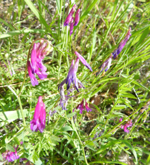 Vicia villosa villosa