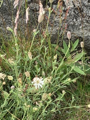 Silene uniflora