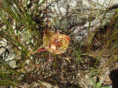 Calochortus tiburonensis