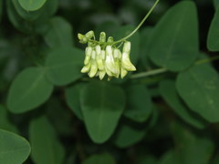 Vicia pisiformis