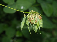 Vicia pisiformis
