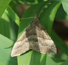 Hypena atomaria