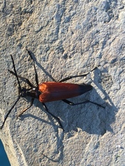 Stenelytrana