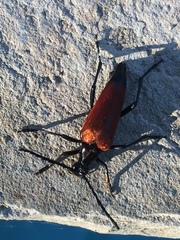 Stenelytrana
