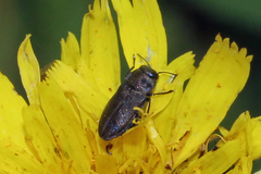 Anthaxia quadripunctata