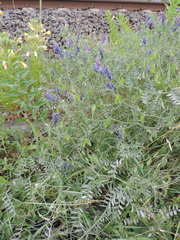 Vicia villosa villosa