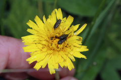 Anthaxia quadripunctata