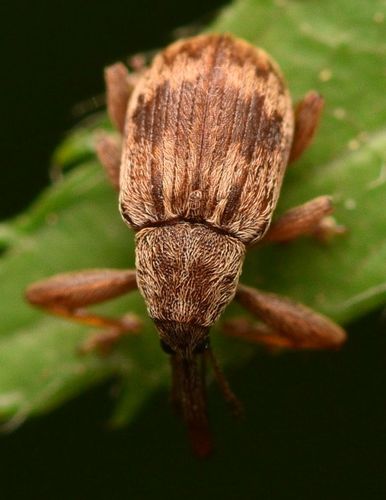 Cherry weevil, photo 3 of 7