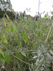 Vicia villosa villosa