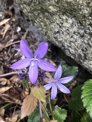 Campanula poscharskyana