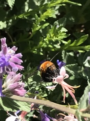 Anthophora bomboides