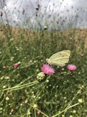 Pieris rapae