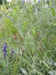 Vicia villosa villosa