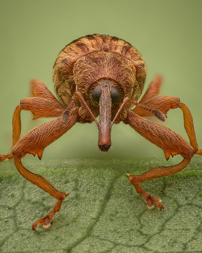 Cherry weevil, photo 2 of 7