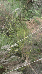 Thesium spicatum