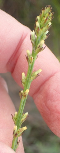 Image of Spike Rootthug by (c) Nicola van Berkel, some rights reserved (CC BY-SA)
