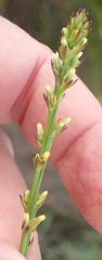 Thesium spicatum