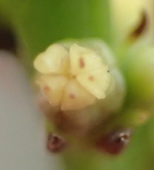 Thesium spicatum