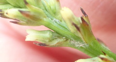 Thesium spicatum