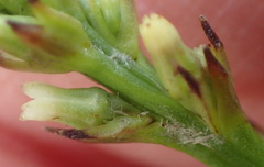 Thesium spicatum