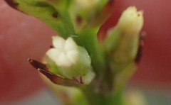 Thesium spicatum
